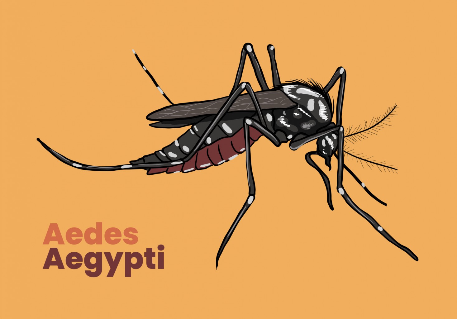 Aedes2024.jpg